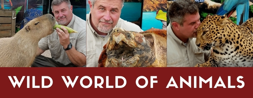 Wild World of Animals